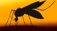 Dengue: 2 die, 70 hospitalized in last 24hrs