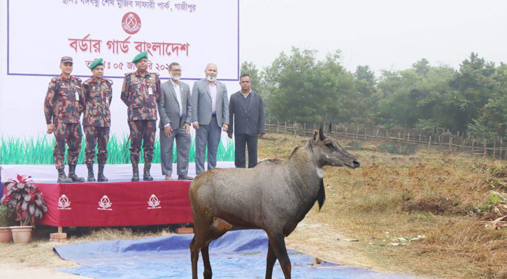 বঙ্গবন্ধু সাফারি পার্কে বিরল প্রজাতির নীলগাই হস্তান্তর