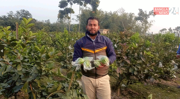 ব্যবসায় লোকসান হলেও ফল বাগানে বাজিমাত পারভেজের!