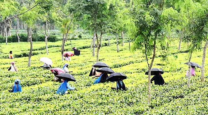 বোর্ড সভার তারিখ ঘোষণা করেছে ন্যাশনাল টি