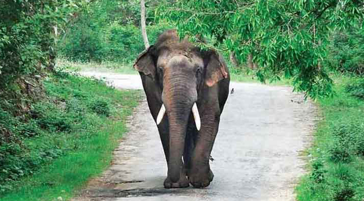 হাতির আক্রমণে কৃষকের মৃত্যু 