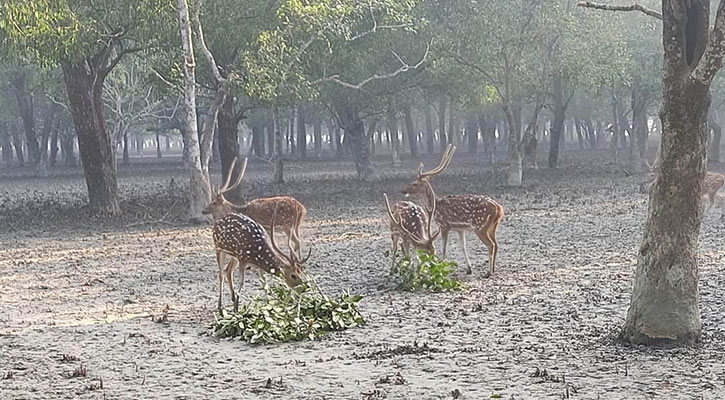 সুন্দরবনে থামছেই না হরিণ নিধন!