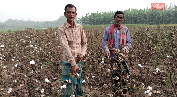 রাজবাড়ীতে ৭ কোটি ২৩ লাখ টাকার তুলা উৎপাদন