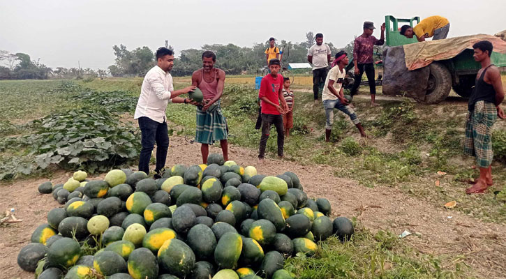 সোনাগাজী ও মিরসরাইয়ে বিস্তীর্ণ মাঠজুড়ে তরমুজের সমারোহ 