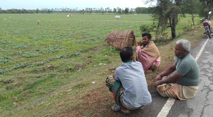 তরমুজ ক্ষেতে বৃষ্টির পানি, শঙ্কিত চাষিরা