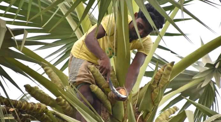 সালথায় তাল গাছ থেকে পড়ে প্রাণ গেল কৃষকের