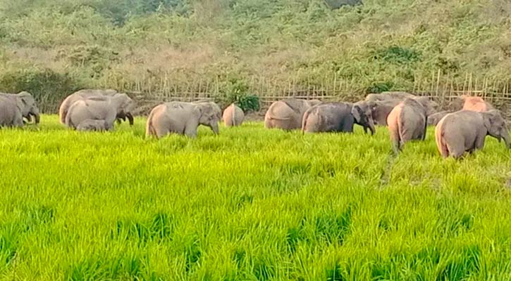 দুর্গাপুর সীমান্তে বুনো হাতির তাণ্ডবে দিশেহারা কৃষক