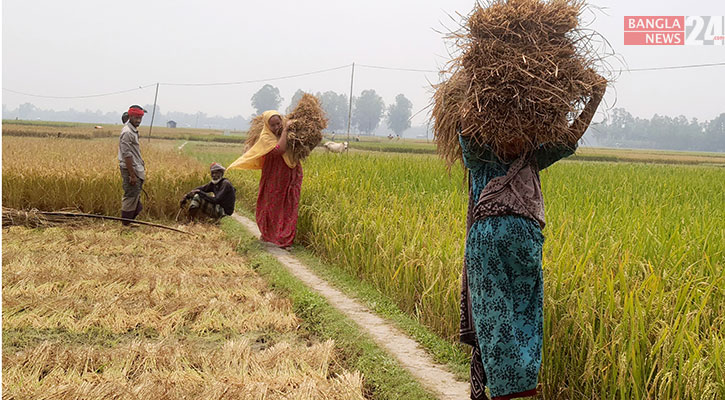 শ্রমিক সংকট, স্ত্রী-সন্তান নিয়ে ধান কাটছেন কৃষকরা