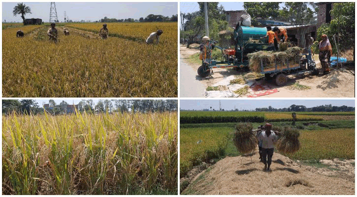 জয়পুরহাটে ধান কাটা-মাড়াই শুরু, শঙ্কা ঝড়-বৃষ্টি নিয়ে