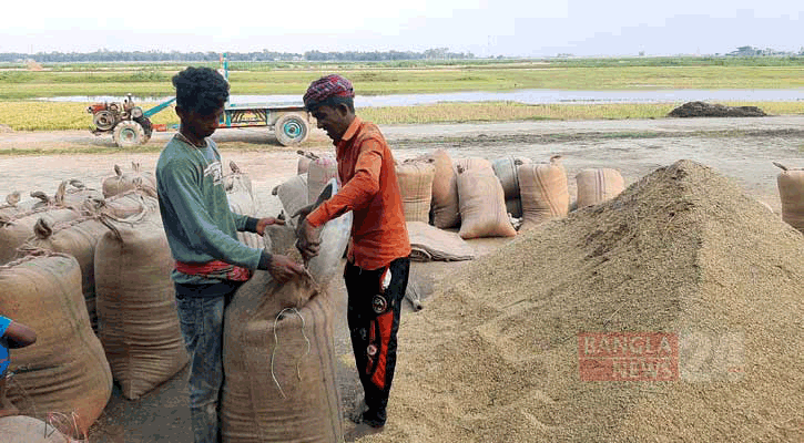 হবিগঞ্জে ২১ হাজার টন ধান-চাল সংগ্রহ করবে সরকার