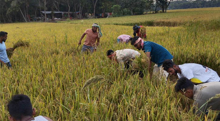 আসছে ‘মোখা’, ধান ঘরে তুলতে ব্যস্ত বরিশালের কৃষকরা 