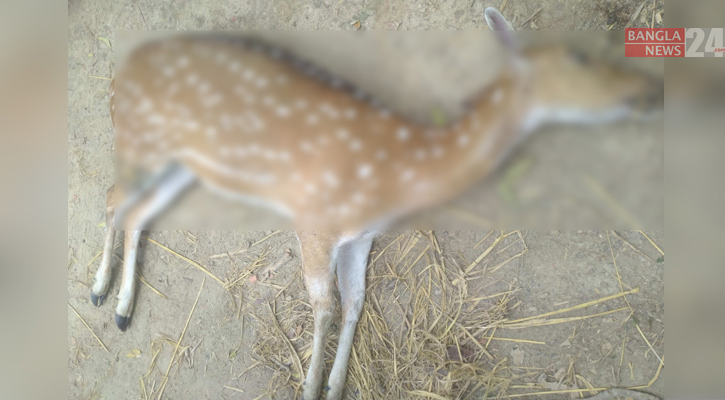 কুকুরের কামড় খেয়ে পুকুরে ঝাঁপিয়েও শেষ রক্ষা হলো না!