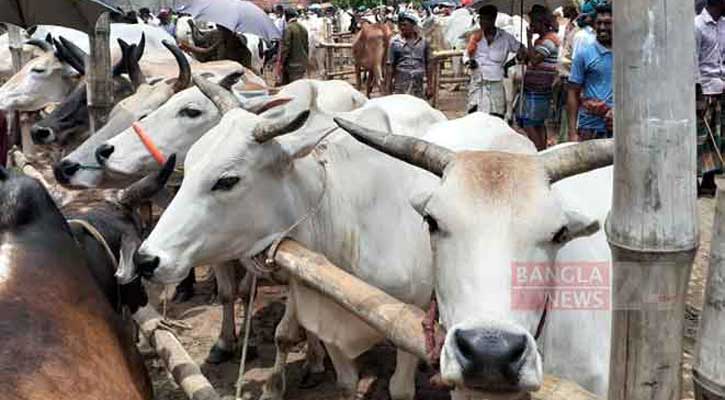 বরিশালে এবার চাহিদা কমতে পারে কোরবানির পশুর