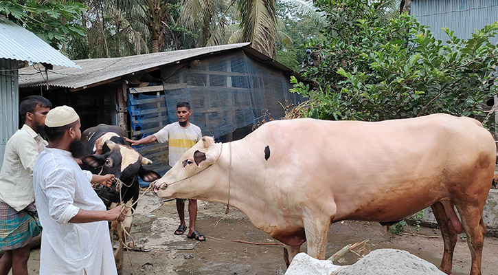 ৩০ মণের ‘ভাগ্যরাজে’র দাম হাঁকা হচ্ছে ১০ লাখ