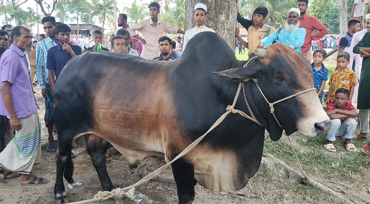 ভোলায় হাটের আকর্ষণ ১৫ মণের ‘জমিদার’