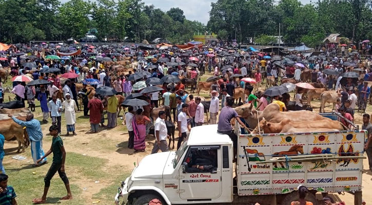 গরু-ছাগলে জমজমাট ত্রিপুরার পশুর হাট