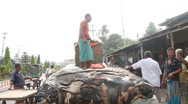 নাটোরে ৫০০ কোটি টাকার চামড়া কেনা-বেচার টার্গেট