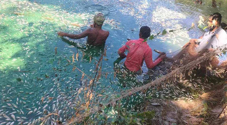 রাতের আঁধারে পুকুরে বিষ, মরে ভেসে উঠল ১২ লাখ টাকার মাছ