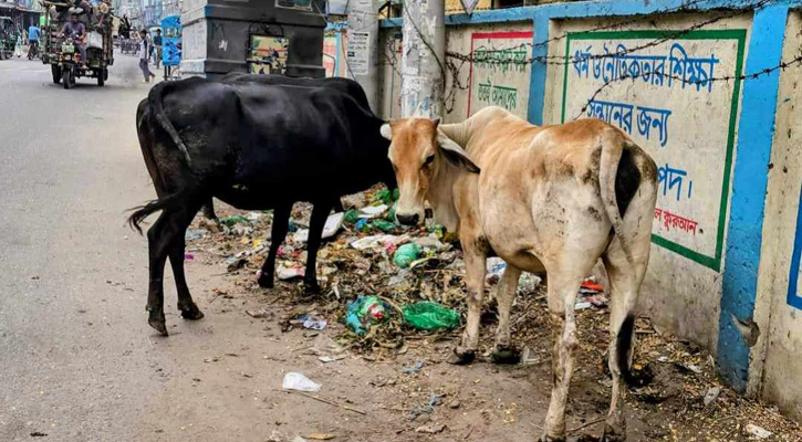 চুয়াডাঙ্গায় মালিক ছাড়া গরু পেলেই নিলাম