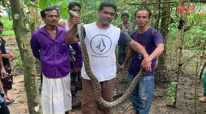 যে কারণে ‘বনের অজগর’ ঘন ঘন ধরা পড়ছে 