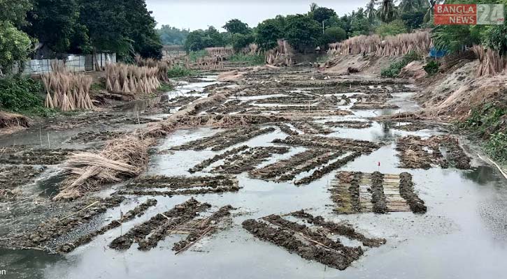 পাট জাগ নিয়ে বিপাকে মেহেরপুরের কৃষক