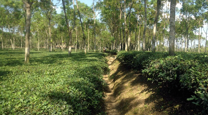 কিশোরগঞ্জে চা চাষে লোকসানের আশঙ্কায় চাষিরা