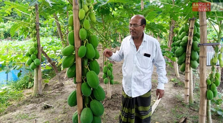 প্রবাসের অভিজ্ঞতায় পেঁপে চাষে সুমনের চমক