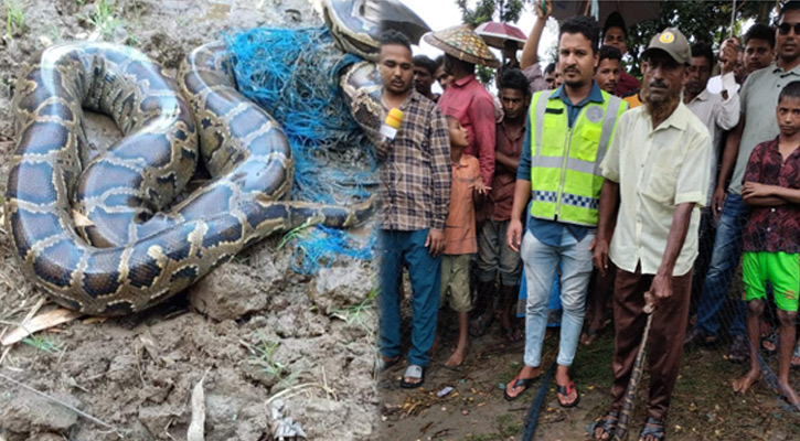 সিলেটে খাবারের সন্ধানে লোকালয় অজগর, উদ্ধারের পর অবমুক্ত 