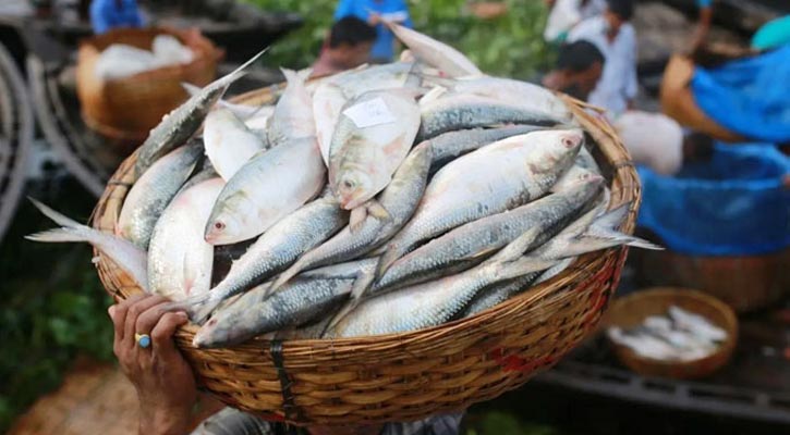 বাংলাদেশের ইলিশ পেয়েও হতাশ কলকাতার ব্যবসায়ীরা!