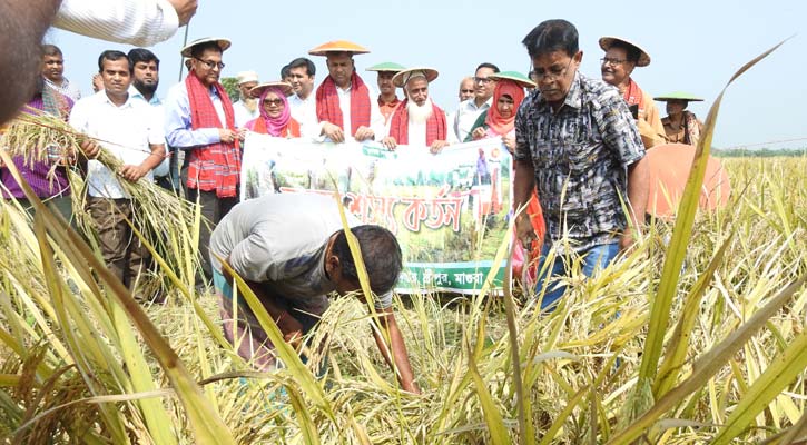 মাগুরায় রোপা আমন ধান কর্তন উৎসব