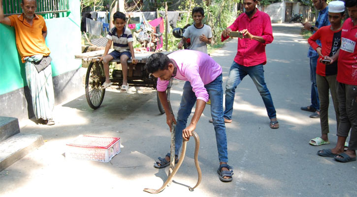 বরিশালে গোখরা সাপ পুষছেন চা দোকানি