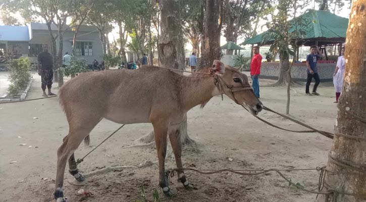 ঠাকুরগাঁওয়ে বিলুপ্তপ্রায় নীলগাই উদ্ধার