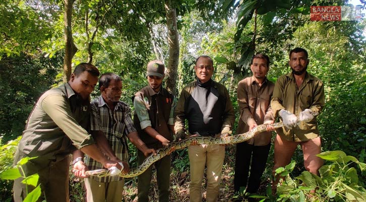 কাপ্তাই জাতীয় উদ্যানে ১১ ফুটের অজগর অবমুক্ত