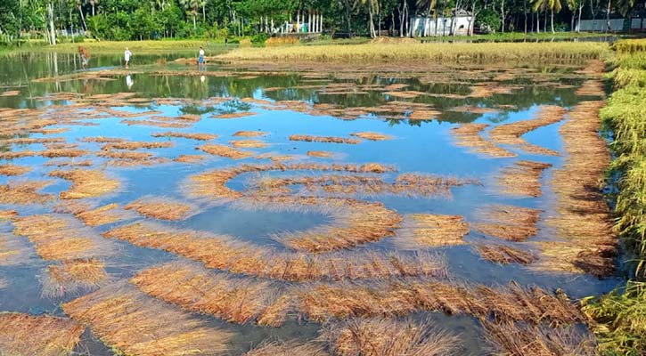 চাঁদপুরে রোপা আমনসহ ৬১০ হেক্টর জমির ফসল ক্ষতিগ্রস্ত