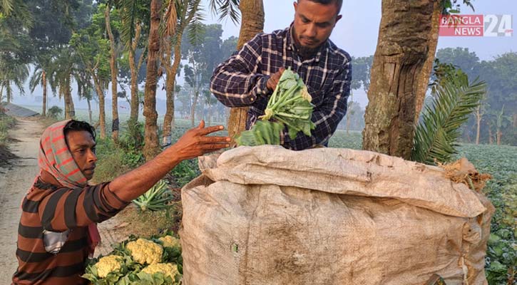 হরতাল-অবরোধের কারণে ক্ষতির মুখে সবজি চাষিরা