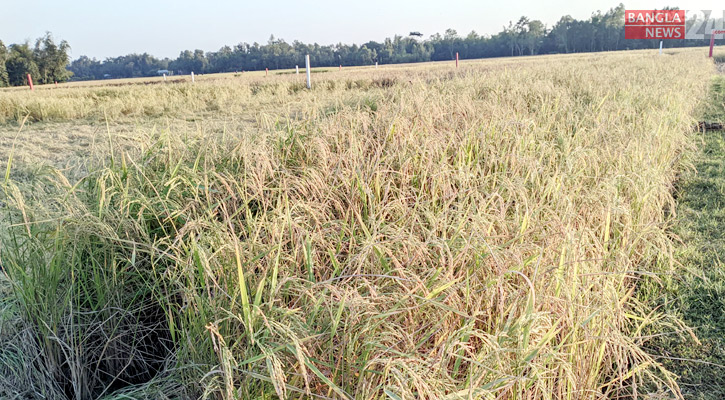 সোনালি ধানের হাসিতে ভরে উঠেছে মাঠ