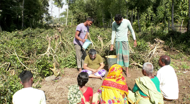 চা বাগান উপড়ে ফেলে দুধ দিয়ে গোসল করলেন চাষি