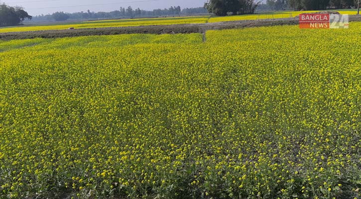 হলুদের আভা ছড়াচ্ছে দিগন্তজোড়া সরিষার ক্ষেত