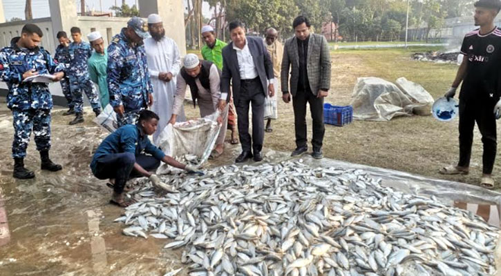 চাঁদপুরে পৃথক অভিযানে ১৮৭ মণ জাটকা জব্দ