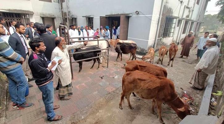 সিকৃবির পিএমএসি ভেটেরিনারি হসপিটালে বিনামূল্যে চিকিৎসা