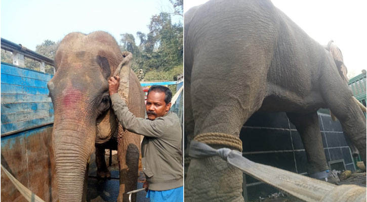 পরিশ্রম করাতে মানা, তাই হাতিকে ট্রাস্টে দান করছেন মালিকরা