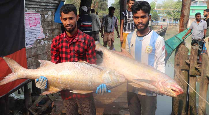 দুই টানে জালে ধরা পড়ল ৯২ লাক্ষা, ২০ লাখ টাকায় বিক্রি