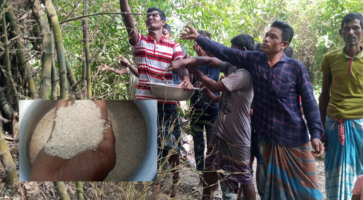 বাঁশের ফুল থেকে চাল, হচ্ছে ভাত-পোলাও 