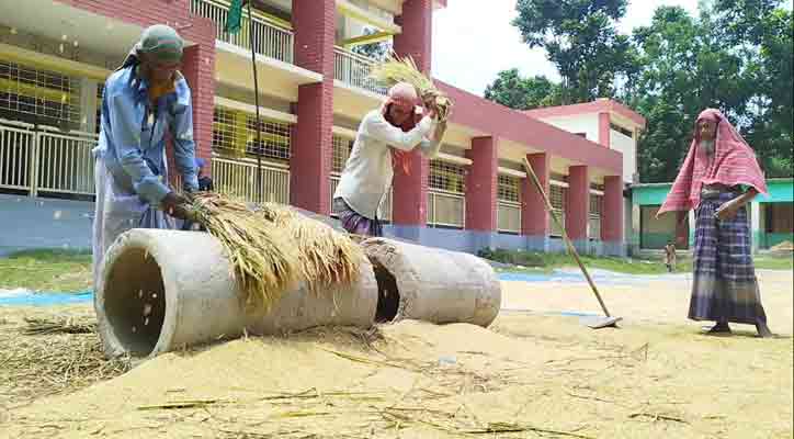 ধান কাটার উৎসবেও মলিন কৃষকের মুখ