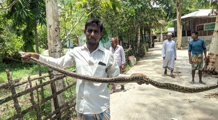 পাথরঘাটায় বেড়ার জালে আটকে ছিল ৭ ফুটের অজগর 