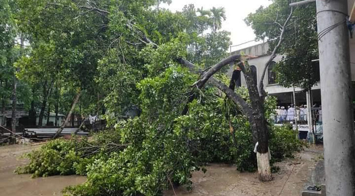 ঘূর্ণিঝড় রিমাল: ফরিদপুরে উপড়ে গেছে গাছপালা, বিদ্যুৎ সংযোগ বন্ধ