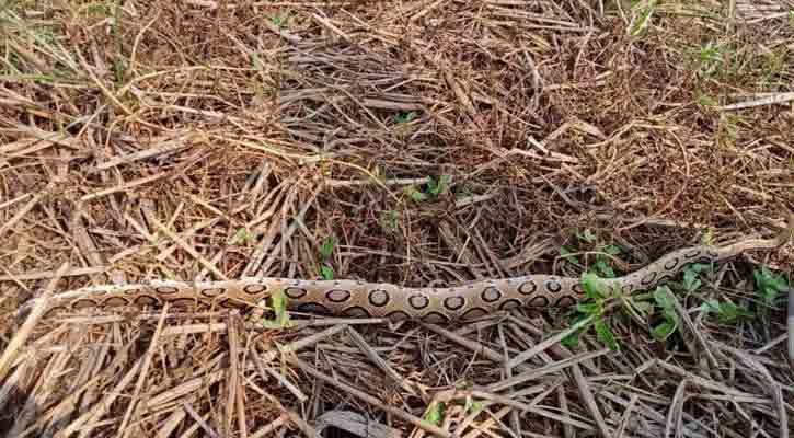 মানিকগঞ্জে চরাঞ্চলে রাসেলস ভাইপার আতঙ্ক, ফসল কাটতে পারছে না কৃষক