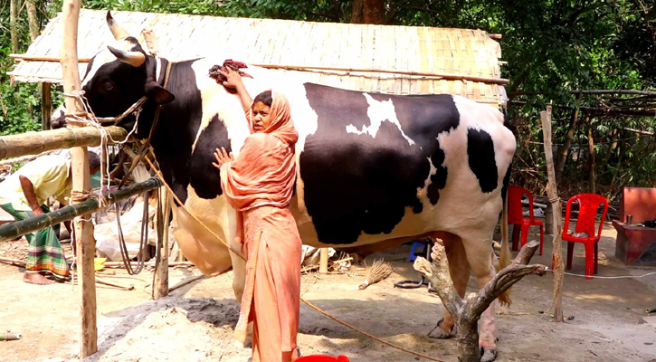 ৫৪ মণের ‘মানিক’ প্রধানমন্ত্রীকে উপহার দিতে চান হামিদা