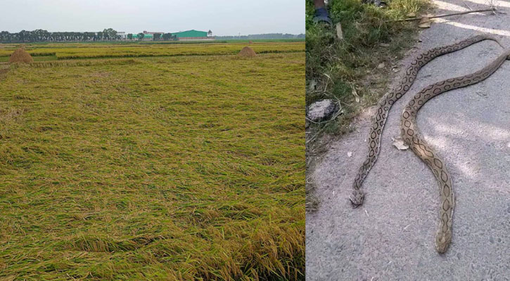 রাজবাড়ীতে রাসেলস ভাইপার আতঙ্ক, ক্ষেতে গামবুট পরে নামার পরামর্শ