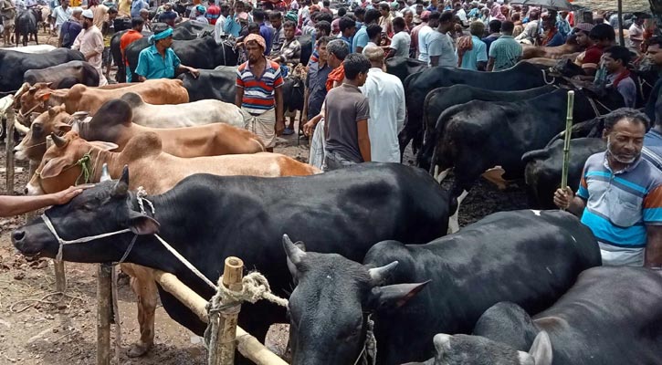 নাটোরে ২৫০০ কোটি টাকার পশু বিক্রির সম্ভাবনা